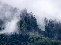 Schemenhafter Wald im dichter werdenden Wolkenfeld